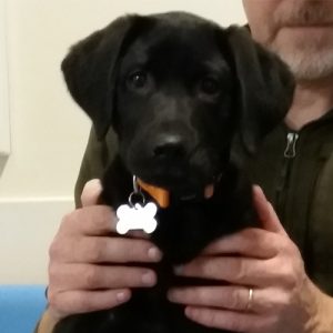 Amber the Labrador, Macqueen Puppy Party Graduate from Worton