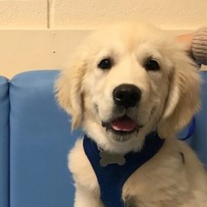 Bertie the Golden Retriever, Macqueen Puppy Party Graduate from Devizes