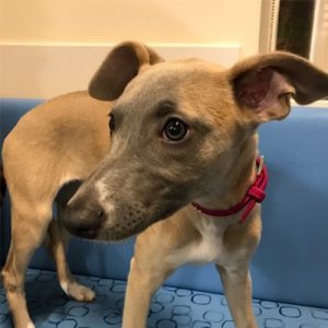 Francesca the Whippet, Macqueen Puppy Party Graduate from Seend