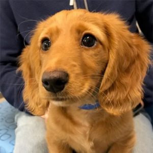 Rex the Dachshund, Macqueen Puppy Party graduate from Devizes