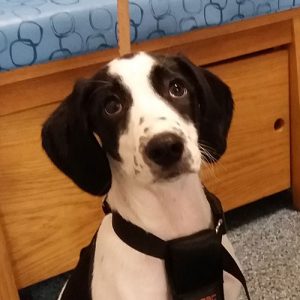 Cookie the Lurcher, Macqueen Puppy Party Graduate from Devizes