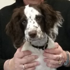 Digby the Working Cocker Spaniel, Macqueen Puppy Party Graduate from West Lavington