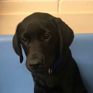 George the Labrador, Macqueen Puppy Party Graduate from West Lavington