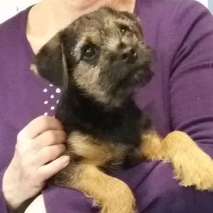 Holly the Border terrier, Macqueen Puppy Party graduate from Marlborough