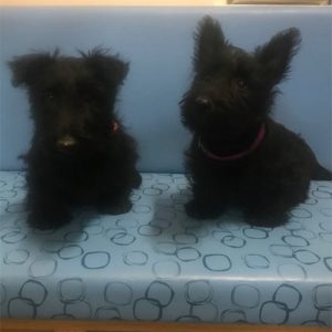 Mimi & Florence the Scotties, Macqueen Puppy Party Graduates from Wroughton