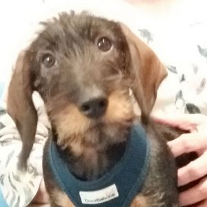 Monty the Dachshund, Macqueen Puppy Party Graduate from Upavon