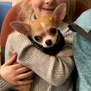 Piglet the Chihuahua, Macqueen Puppy Party Graduate from Devizes