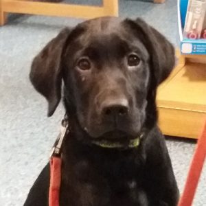 Rosa the Labrador, Macqueen Puppy Party Graduate from Calne