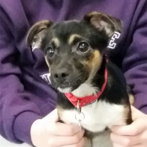 Willow the Jackchi, Macqueen Puppy Party Graduate from Devizes