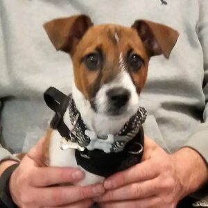 Bertie the Jack Russell Terrier, Macqueen Puppy Party Graduate from Market Lavington