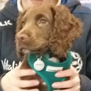 Hero the Cocker Spaniel, Macqueen Puppy Party Graduate from Derry Hill