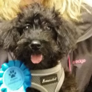 Maisey the Schnoodle, Macqueen Puppy Party Graduate from Bromham