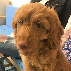 Molly the Cockapoo, Macqueen Puppy Party Graduate from Calne