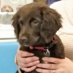 Ruby the Cocker Spaniel x Labrador, Macqueen Puppy Party Graduate from Devizes