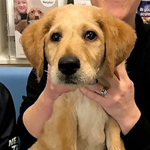 Teddy the Labradoodle, Macqueen Puppy Party Graduate from Devizes