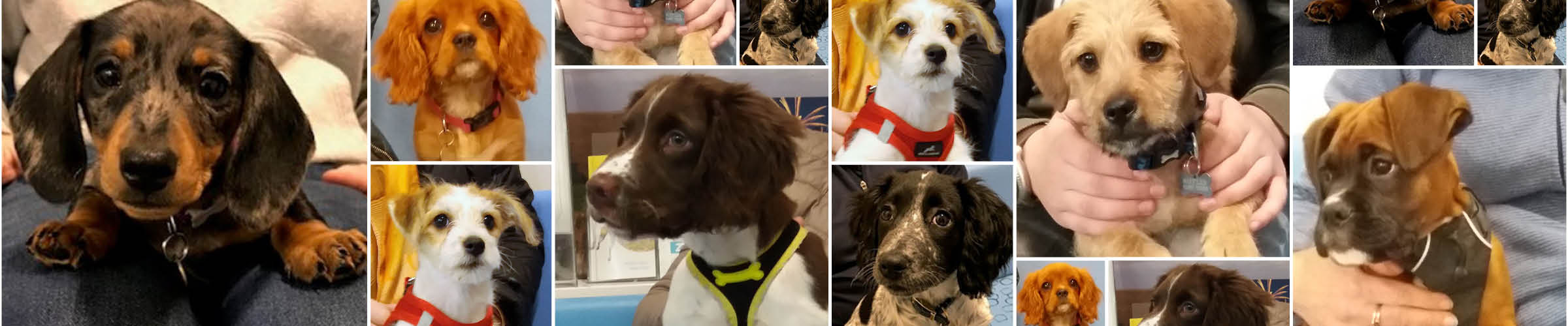 Macqueen Puppy Party Graduates Devizes Wiltshire
