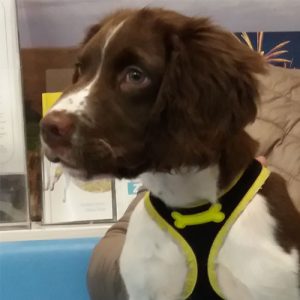 Marley the Springer Spaniel, Macqueen Puppy Party Graduate from Devizes