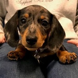 Rita the Dachshund, Macqueen Puppy Party Graduate from Devizes