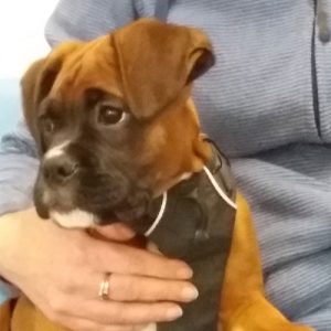 Toffee the Boxer, Macqueen Puppy Party Graduate from Bromham 