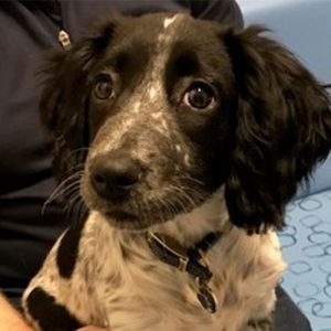 Willow the Cocker Spaniel, Macqueen Puppy Party graduate from Devizes