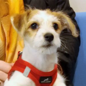 Zola the Jack Russell Terrier x Bichon, Macqueen Puppy Party Graduate from Corsham