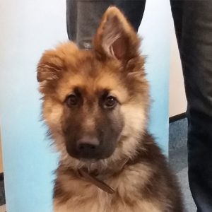 Harley the German Shepherd, Macqueen Puppy Party Graduate from Bromham