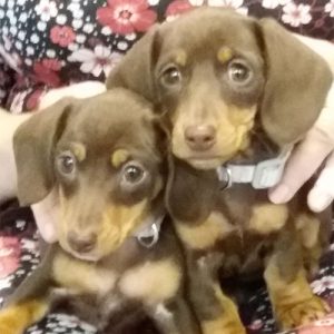 Poppy & Daisy the Dachshunds, Macqueen Puppy Party Graduates from Bishop Cannings