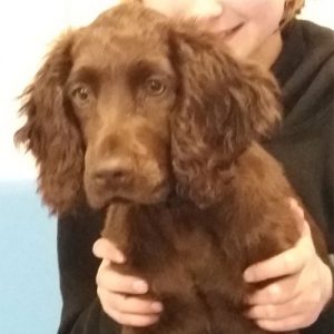 Ron the Cocker Spaniel, Macqueen Puppy Party Graduate from Horton