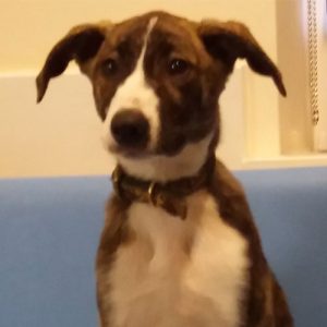 Sinbad the Lurcher, Macqueen Puppy Party Graduate from Devizes