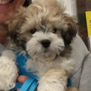 Zola the Shihtzu x Bichon, Macqueen Puppy Party Graduate from Devizes