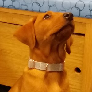 Josie the Labrador, Macqueen Puppy Party Graduate from Devizes