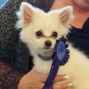 Snowy the Pomeranian, Macqueen's Puppy Party Graduate from Devizes