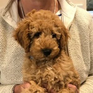 Beau the Miniature Poodle, Macqueen Puppy Party Graduate from Devizes