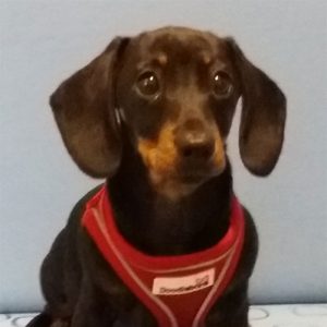 Frankie the Dachshund, Macqueen Puppy Party Graduate, from DevizesFrankie the Dachshund, Macqueen Puppy Party Graduate, from DevizesFrankie the Dachshund, Macqueen Puppy Party Graduate, from Devizes