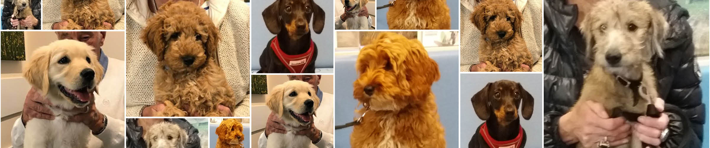Frankie the Dachshund, Macqueen Puppy Party Graduate, from Devizes