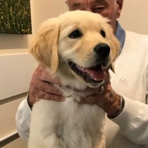 Heidi the Golden Retriever, Macqueen Puppy Party Graduate from Calne