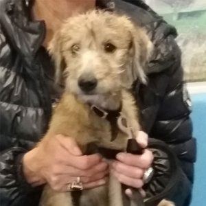Mouse the Lurcher, Macqueen Puppy Party Graduate from Devizes