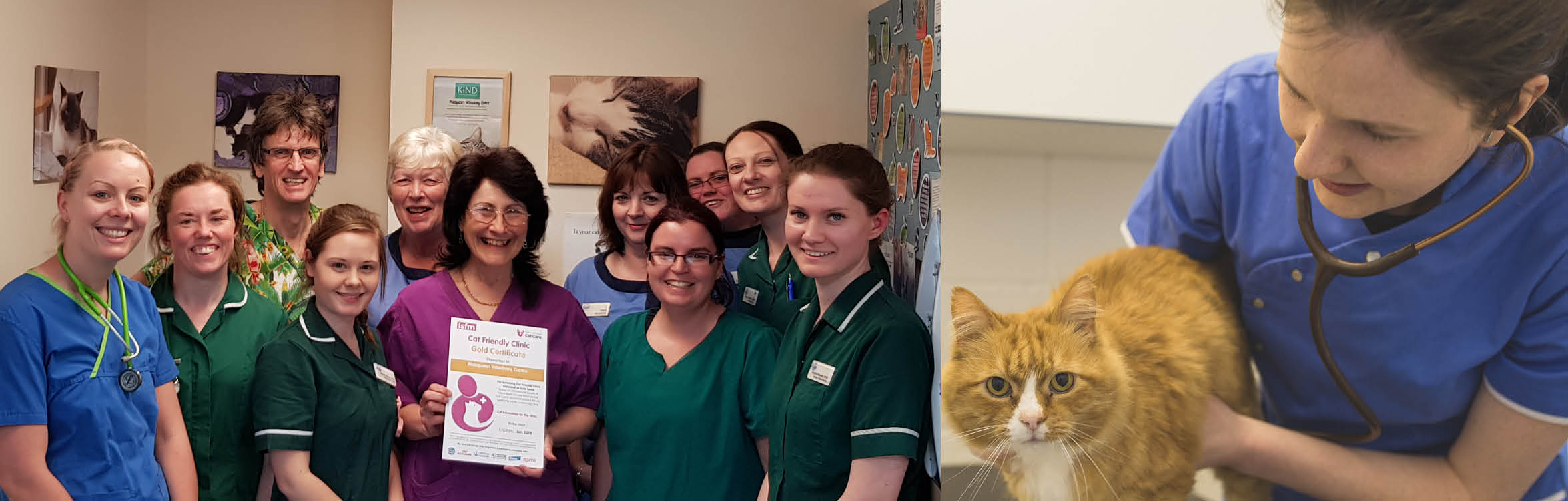 Excellent surgical care of dogs and cats