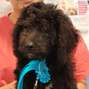 Albert the Ladradoodle, Macqueen Puppy Party Graduate from Devizes