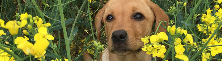 Puppy in flowers