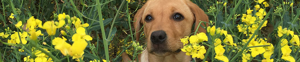 Puppy in flowers