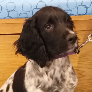 Storm the Springer Spaniel, Macqueen Puppy Party Graduate from Melksham