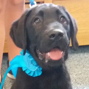 Campbell the Labrador, Macqueen Puppy Party Graduate from Devizes