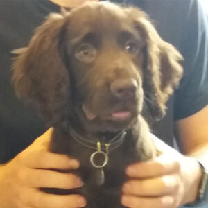 Dexter the Cocker Spaniel, Macqueen Puppy Party Graduate from Devizes