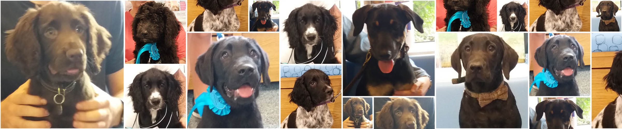 Puppy Party Graduates Devizes