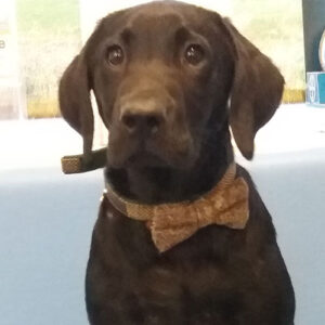Steve the Labrador, Macqueen Puppy Party Graduate from Etchilhampton