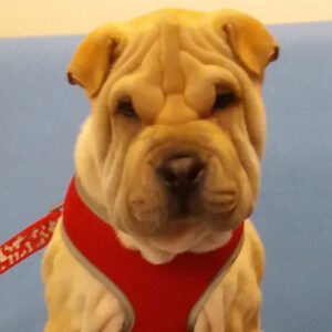 Buffy the Shar-Pei, Macqueen Puppy Party Graduate from Devizes