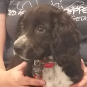 Dottie the Spaniel, Macqueen Puppy Party Graduate from Devizes