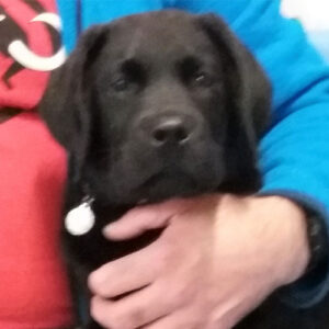 Kermit the Labrador, Macqueen Puppy Party Graduate from Devizes