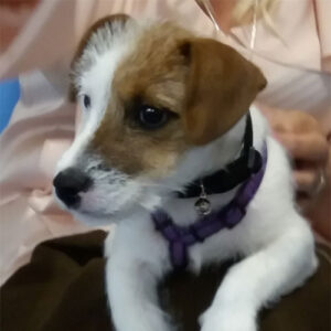 Moodus the Jack Russell Terrier, Macqueen Puppy Party Graduate from Devizes